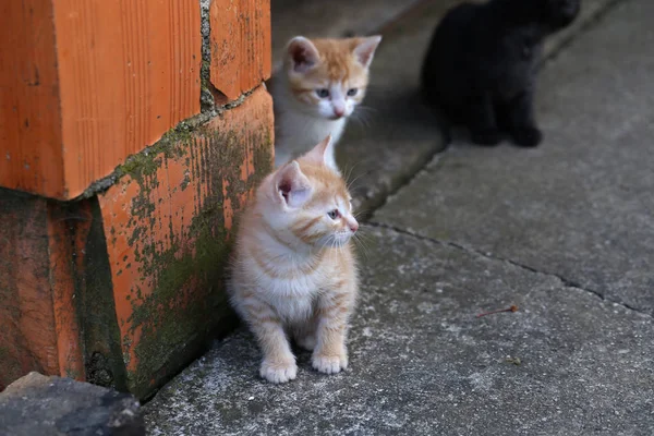 거리에 오렌지 고양이 — 스톡 사진