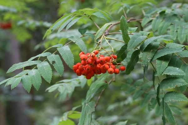 Berries Branches Green Leaves — Stock Photo, Image