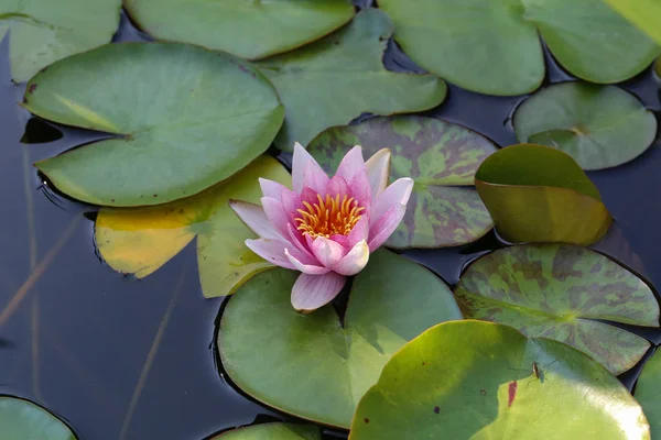 Focus Selettivo Fiore Nymhea Tra Foglie Verdi Acqua — Foto Stock