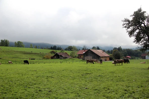 Vacas Pastando Paisaje Rural —  Fotos de Stock