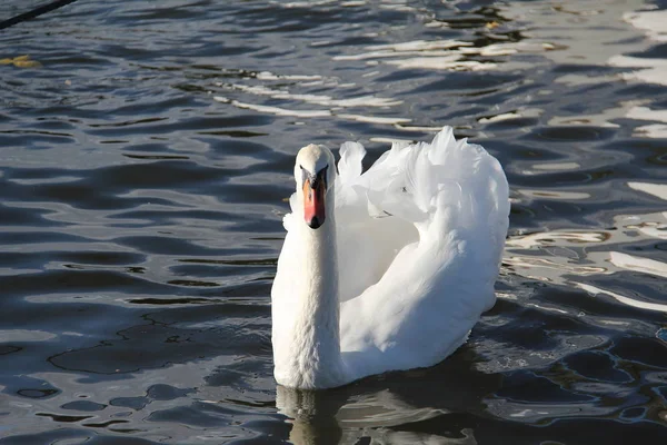 Hermoso Cisne Blanco Agua — Foto de Stock
