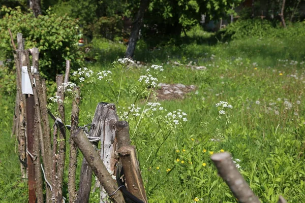 Zaun Aus Ästen Auf Wiese — Stockfoto