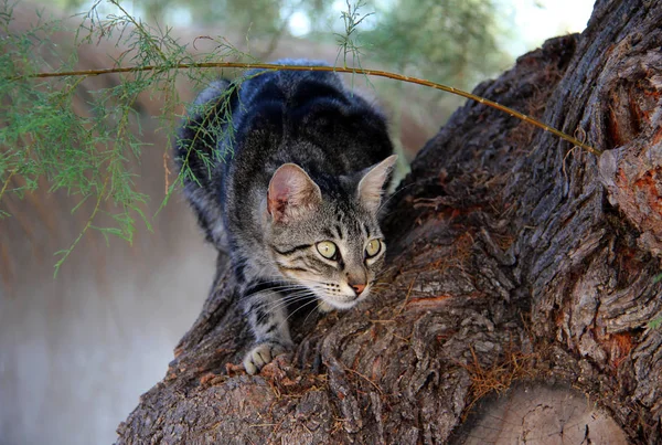 Myśliwskie Kot Siedzi Drzewie — Zdjęcie stockowe