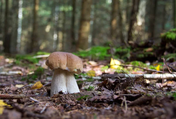 One Mushroom Forest Close — Stock Photo, Image