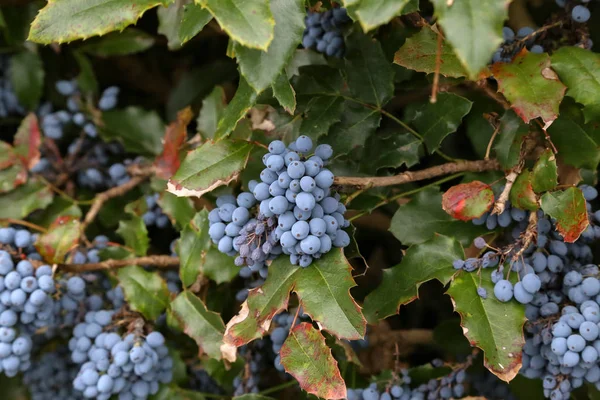 Blue Berries Forest Blue Berries Branches — Stock Photo, Image