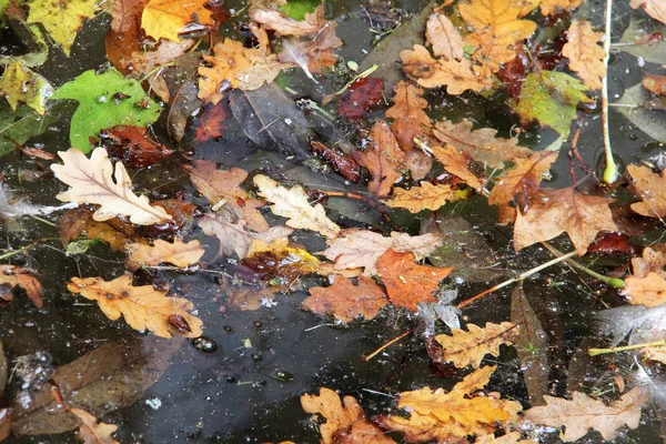 Folhas Outono Asfalto Molhado — Fotografia de Stock