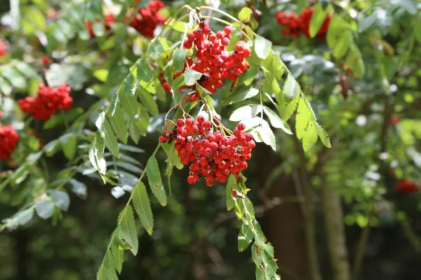 Rowan Berries Leaves Tree Branches — Stock Photo, Image