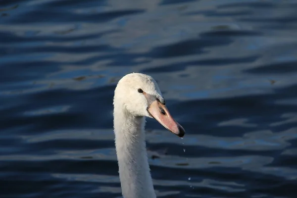 Hermoso Cisne Blanco Agua — Foto de Stock