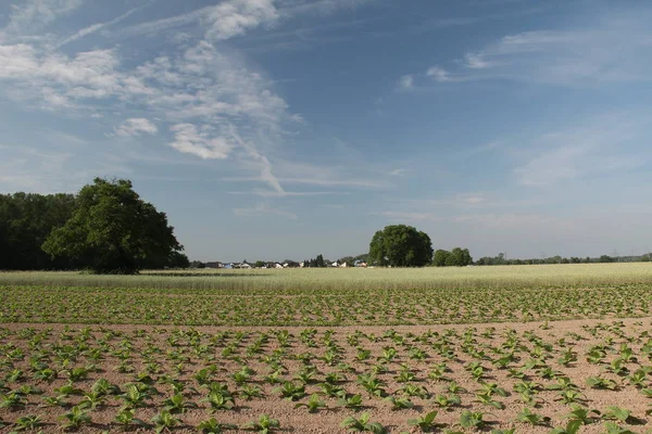 Growing Tobacco Field Road Wheat Fields — Stock Photo, Image