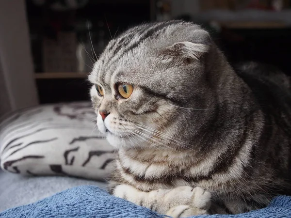 Británico Taquigrafía Gato Cama — Foto de Stock