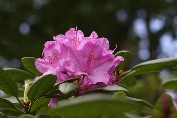 Rododendrony Rododendrony Rodzaj Ptaków Rodziny Ericaceae — Zdjęcie stockowe