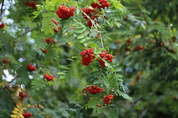 緑の葉 枝に赤いナナカマドの果実 — ストック写真