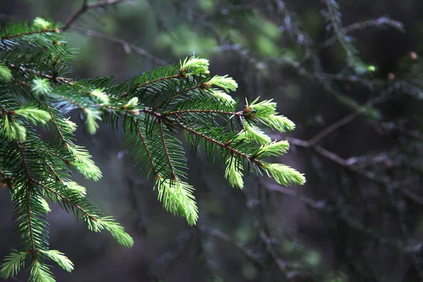 Зелена соснова гілка в хвойному лісі — стокове фото