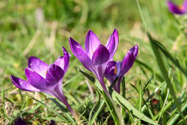 A group of Crocuses in the city park — Stock Photo, Image