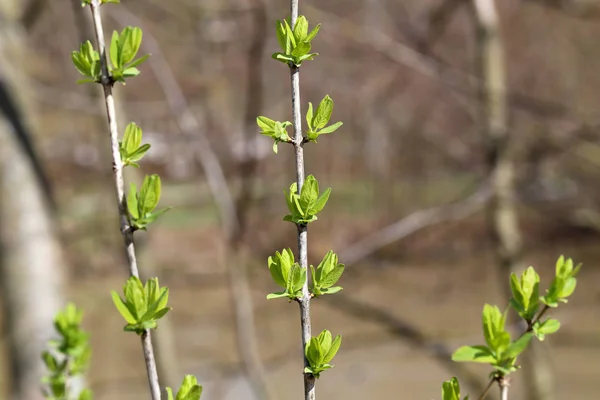 Den första gröna blad på grenarna i en buske — Stockfoto