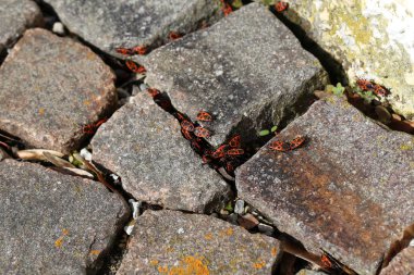 Firebugs yakın çekim veya makro. Pyrrhocoris apterus