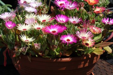 Pembe taze çiçeklenme çiçekler, yakın yukarı