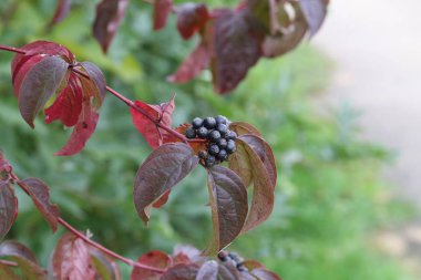 Vahşi şaraphane güzel sonbahar yaprakları 