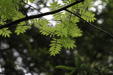 Güzel yaprakların seçici odağı