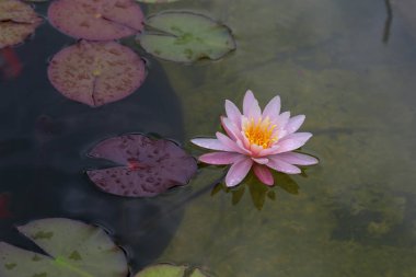Nehir yüzeyinde nilüfer