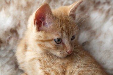 Küçük sevimli zencefil Kitty, yakın çekim