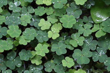 Güzel yaprakların seçici odağı