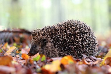 Orman / kirpi düşmüş yaprakları üzerinde sürünen