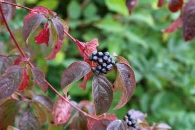 Kırmızı yaprakları ile ağaç dalı üzerinde Çilek 