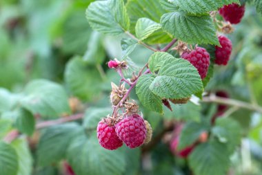 Yeşil yaprakları ile ağaç üzerinde Ahududu