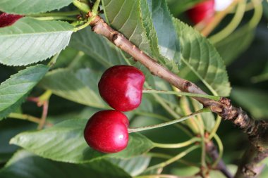 Yeşil yaprakları ile ağaç dalları olgun kiraz seçici odak