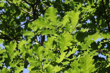 Güzel yaprakların seçici odağı