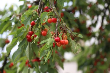 Kiraz / kiraz ağacı güneşli bahçe içinde