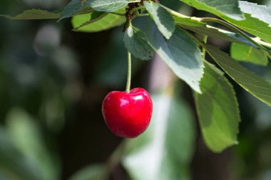 Bulanık arka plan üzerinde ağacın yeşil yaprakları ile Kiraz