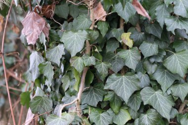 Güzel yaprakların seçici odağı