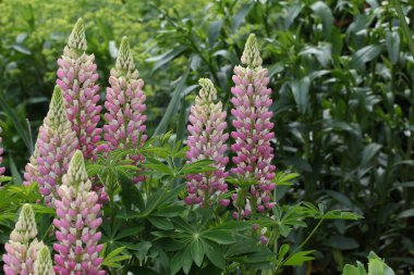 Renkli güzel çiçekler açık havada, yakın