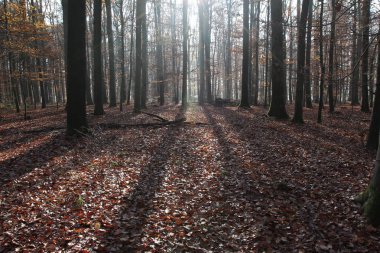 Güzel ağaçlar ile pitoresk orman 
