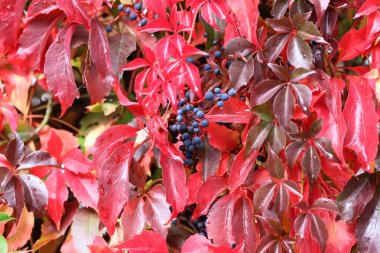 Evin duvarında vahşi şaraphane Güzel sonbahar yaprakları