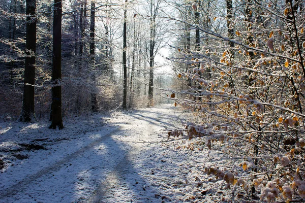 Forêt Hiver Avec Des Arbres Couverts Neige — Photo