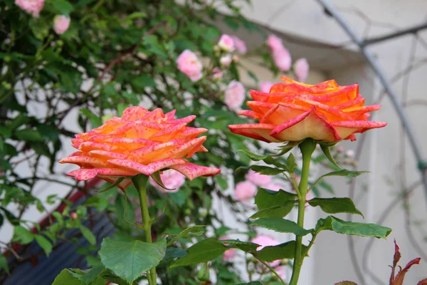 Růžové Čerstvé Kvetoucí Květy Zblízka — Stock fotografie
