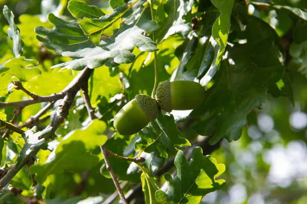 Acorns Ramuri Copac Frunze — Fotografie, imagine de stoc