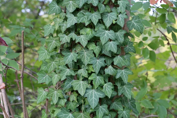 Ivy Arbustes Rampants Accrochés Leurs Racines Adventives Des Murs Troncs — Photo