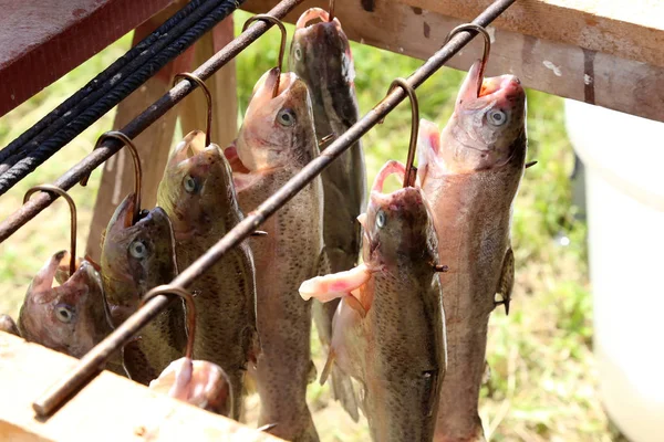 Peixes Pendurados Secagem Livre — Fotografia de Stock
