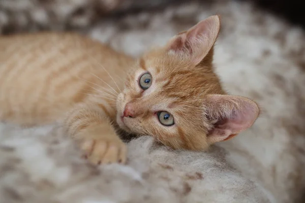 Petit Chaton Roux Adorable Gros Plan — Photo