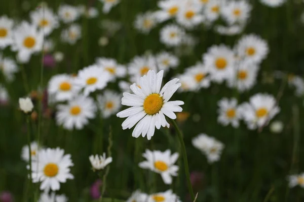 Білі Квіти Відкритому Повітрі Квіткова Концепція — стокове фото