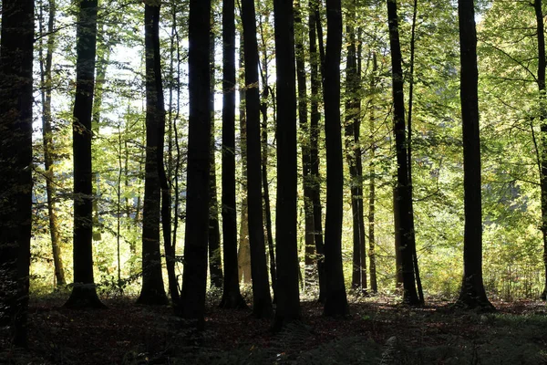 Picturesque Forest Beautiful Trees — Stock Photo, Image