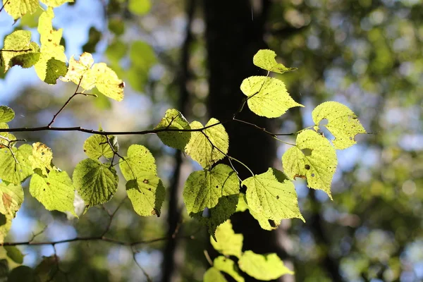 Селективный Фокус Красивых Листьев — стоковое фото