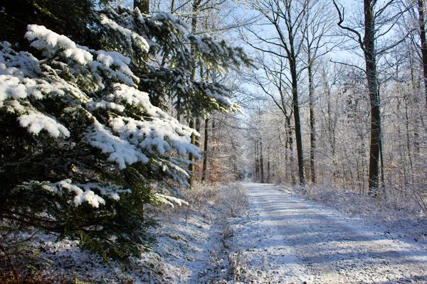 Floresta Inverno Com Árvores Cobertas Neve — Fotografia de Stock