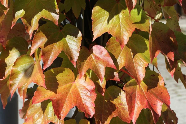 Nahaufnahme Von Roten Herbstblättern — Stockfoto