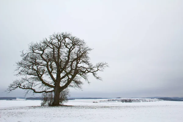 Winter Ländliche Landschaft Mit Feld — Stockfoto