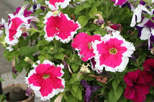 Színes Gyönyörű Virágok Szabadban Közelről — Stock Fotó